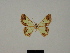  (Zamarada lophobela - BC ZSM Lep 81783)  @11 [ ] CreativeCommons - Attribution Non-Commercial Share-Alike (2014) Axel Hausmann/Bavarian State Collection of Zoology (ZSM) SNSB, Zoologische Staatssammlung Muenchen