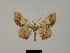  (Zamarada kala - BC ZSM Lep 81784)  @11 [ ] CreativeCommons - Attribution Non-Commercial Share-Alike (2014) Axel Hausmann/Bavarian State Collection of Zoology (ZSM) SNSB, Zoologische Staatssammlung Muenchen