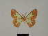 (Zamarada aclys - BC ZSM Lep 81786)  @11 [ ] CreativeCommons - Attribution Non-Commercial Share-Alike (2014) Axel Hausmann/Bavarian State Collection of Zoology (ZSM) SNSB, Zoologische Staatssammlung Muenchen