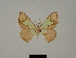  ( - BC ZSM Lep 81787)  @11 [ ] CreativeCommons - Attribution Non-Commercial Share-Alike (2014) Axel Hausmann/Bavarian State Collection of Zoology (ZSM) SNSB, Zoologische Staatssammlung Muenchen
