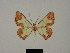  ( - BC ZSM Lep 81788)  @11 [ ] CreativeCommons - Attribution Non-Commercial Share-Alike (2014) Axel Hausmann/Bavarian State Collection of Zoology (ZSM) SNSB, Zoologische Staatssammlung Muenchen