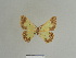  (Zamarada acalantis - BC ZSM Lep 81789)  @11 [ ] CreativeCommons - Attribution Non-Commercial Share-Alike (2014) Axel Hausmann/Bavarian State Collection of Zoology (ZSM) SNSB, Zoologische Staatssammlung Muenchen