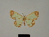  (Zamarada hombergi - BC ZSM Lep 81790)  @11 [ ] CreativeCommons - Attribution Non-Commercial Share-Alike (2014) Axel Hausmann/Bavarian State Collection of Zoology (ZSM) SNSB, Zoologische Staatssammlung Muenchen