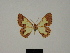  (Zamarada fallaciosa - BC ZSM Lep 81791)  @11 [ ] CreativeCommons - Attribution Non-Commercial Share-Alike (2014) Axel Hausmann/Bavarian State Collection of Zoology (ZSM) SNSB, Zoologische Staatssammlung Muenchen