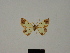  ( - BC ZSM Lep 81792)  @11 [ ] CreativeCommons - Attribution Non-Commercial Share-Alike (2014) Axel Hausmann/Bavarian State Collection of Zoology (ZSM) SNSB, Zoologische Staatssammlung Muenchen