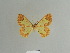  (Zamarada trifida - BC ZSM Lep 81793)  @11 [ ] CreativeCommons - Attribution Non-Commercial Share-Alike (2014) Axel Hausmann/Bavarian State Collection of Zoology (ZSM) SNSB, Zoologische Staatssammlung Muenchen