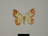  ( - BC ZSM Lep 81795)  @11 [ ] CreativeCommons - Attribution Non-Commercial Share-Alike (2014) Axel Hausmann/Bavarian State Collection of Zoology (ZSM) SNSB, Zoologische Staatssammlung Muenchen