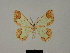 (Zamarada canina - BC ZSM Lep 81796)  @11 [ ] CreativeCommons - Attribution Non-Commercial Share-Alike (2014) Axel Hausmann/Bavarian State Collection of Zoology (ZSM) SNSB, Zoologische Staatssammlung Muenchen