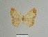  (Zamarada sahelica - BC ZSM Lep 81797)  @11 [ ] CreativeCommons - Attribution Non-Commercial Share-Alike (2014) Axel Hausmann/Bavarian State Collection of Zoology (ZSM) SNSB, Zoologische Staatssammlung Muenchen