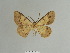  (Zamarada nessa - BC ZSM Lep 81798)  @11 [ ] CreativeCommons - Attribution Non-Commercial Share-Alike (2014) Axel Hausmann/Bavarian State Collection of Zoology (ZSM) SNSB, Zoologische Staatssammlung Muenchen