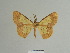  (Zamarada fontaineae - BC ZSM Lep 81800)  @11 [ ] CreativeCommons - Attribution Non-Commercial Share-Alike (2014) Axel Hausmann/Bavarian State Collection of Zoology (ZSM) SNSB, Zoologische Staatssammlung Muenchen