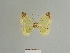  (Zamarada nigrapex - BC ZSM Lep 81801)  @11 [ ] CreativeCommons - Attribution Non-Commercial Share-Alike (2014) Axel Hausmann/Bavarian State Collection of Zoology (ZSM) SNSB, Zoologische Staatssammlung Muenchen