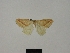  ( - BC ZSM Lep 83237)  @11 [ ] CreativeCommons - Attribution Non-Commercial Share-Alike (2014) Axel Hausmann/Bavarian State Collection of Zoology (ZSM) SNSB, Zoologische Staatssammlung Muenchen