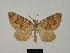  ( - BC ZSM Lep 83238)  @11 [ ] CreativeCommons - Attribution Non-Commercial Share-Alike (2014) Axel Hausmann/Bavarian State Collection of Zoology (ZSM) SNSB, Zoologische Staatssammlung Muenchen