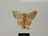  (Catarhoe basochesiata - BC ZSM Lep 83247)  @11 [ ] CreativeCommons - Attribution Non-Commercial Share-Alike (2014) Axel Hausmann/Bavarian State Collection of Zoology (ZSM) SNSB, Zoologische Staatssammlung Muenchen