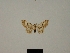  (Eupithecia limbata - BC ZSM Lep 83253)  @11 [ ] CreativeCommons - Attribution Non-Commercial Share-Alike (2014) Axel Hausmann/Bavarian State Collection of Zoology (ZSM) SNSB, Zoologische Staatssammlung Muenchen