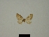  (Eupithecia glaisi - BC ZSM Lep 83258)  @11 [ ] CreativeCommons - Attribution Non-Commercial Share-Alike (2014) Axel Hausmann/Bavarian State Collection of Zoology (ZSM) SNSB, Zoologische Staatssammlung Muenchen