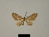  ( - BC ZSM Lep 83260)  @11 [ ] CreativeCommons - Attribution Non-Commercial Share-Alike (2014) Axel Hausmann/Bavarian State Collection of Zoology (ZSM) SNSB, Zoologische Staatssammlung Muenchen