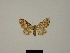  (Eupithecia tarfata - BC ZSM Lep 83261)  @11 [ ] CreativeCommons - Attribution Non-Commercial Share-Alike (2014) Axel Hausmann/Bavarian State Collection of Zoology (ZSM) SNSB, Zoologische Staatssammlung Muenchen