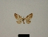  (Eupithecia semigraphata - BC ZSM Lep 83262)  @11 [ ] CreativeCommons - Attribution Non-Commercial Share-Alike (2014) Axel Hausmann/Bavarian State Collection of Zoology (ZSM) SNSB, Zoologische Staatssammlung Muenchen