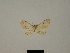  (Eupithecia golearia - BC ZSM Lep 83267)  @11 [ ] CreativeCommons - Attribution Non-Commercial Share-Alike (2014) Axel Hausmann/Bavarian State Collection of Zoology (ZSM) SNSB, Zoologische Staatssammlung Muenchen