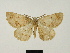  ( - BC ZSM Lep 83274)  @11 [ ] CreativeCommons - Attribution Non-Commercial Share-Alike (2014) Axel Hausmann/Bavarian State Collection of Zoology (ZSM) SNSB, Zoologische Staatssammlung Muenchen