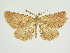  (Perconia baeticaria - BC ZSM Lep 83276)  @11 [ ] CreativeCommons - Attribution Non-Commercial Share-Alike (2014) Axel Hausmann/Bavarian State Collection of Zoology (ZSM) SNSB, Zoologische Staatssammlung Muenchen