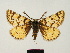  ( - BC ZSM Lep 83278)  @11 [ ] CreativeCommons - Attribution Non-Commercial Share-Alike (2014) Axel Hausmann/Bavarian State Collection of Zoology (ZSM) SNSB, Zoologische Staatssammlung Muenchen