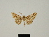  ( - BC ZSM Lep 83279)  @11 [ ] CreativeCommons - Attribution Non-Commercial Share-Alike (2014) Axel Hausmann/Bavarian State Collection of Zoology (ZSM) SNSB, Zoologische Staatssammlung Muenchen