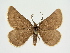  (Sciadia torvaria - BC ZSM Lep 83283)  @11 [ ] CreativeCommons - Attribution Non-Commercial Share-Alike (2014) Axel Hausmann/Bavarian State Collection of Zoology (ZSM) SNSB, Zoologische Staatssammlung Muenchen