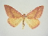  (Rhodostrophia rueckbeili - BC ZSM Lep 83289)  @11 [ ] CreativeCommons - Attribution Non-Commercial Share-Alike (2014) Axel Hausmann/Bavarian State Collection of Zoology (ZSM) SNSB, Zoologische Staatssammlung Muenchen