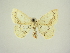  (Cyclophora annulata - BC ZSM Lep 83291)  @11 [ ] CreativeCommons - Attribution Non-Commercial Share-Alike (2014) Axel Hausmann/Bavarian State Collection of Zoology (ZSM) SNSB, Zoologische Staatssammlung Muenchen