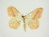  (Scopula imitaria bitinctata - BC ZSM Lep 83300)  @11 [ ] CreativeCommons - Attribution Non-Commercial Share-Alike (2014) Axel Hausmann/Bavarian State Collection of Zoology (ZSM) SNSB, Zoologische Staatssammlung Muenchen
