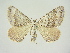  (Scotopteryx bipunctaria - BC ZSM Lep 83324)  @11 [ ] CreativeCommons - Attribution Non-Commercial Share-Alike (2014) Axel Hausmann/Bavarian State Collection of Zoology (ZSM) SNSB, Zoologische Staatssammlung Muenchen