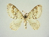  ( - BC ZSM Lep 83325)  @11 [ ] CreativeCommons - Attribution Non-Commercial Share-Alike (2014) Axel Hausmann/Bavarian State Collection of Zoology (ZSM) SNSB, Zoologische Staatssammlung Muenchen