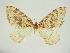 (Eustroma disrupta - BC ZSM Lep 83329)  @11 [ ] CreativeCommons - Attribution Non-Commercial Share-Alike (2014) Axel Hausmann/Bavarian State Collection of Zoology (ZSM) SNSB, Zoologische Staatssammlung Muenchen
