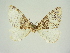  (Dysstroma sagittifera - BC ZSM Lep 83334)  @11 [ ] CreativeCommons - Attribution Non-Commercial Share-Alike (2014) Axel Hausmann/Bavarian State Collection of Zoology (ZSM) SNSB, Zoologische Staatssammlung Muenchen