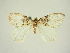  (Pseudodysstroma - BC ZSM Lep 83335)  @11 [ ] CreativeCommons - Attribution Non-Commercial Share-Alike (2014) Axel Hausmann/Bavarian State Collection of Zoology (ZSM) SNSB, Zoologische Staatssammlung Muenchen