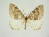  (Colostygia kollariaria - BC ZSM Lep 83338)  @11 [ ] CreativeCommons - Attribution Non-Commercial Share-Alike (2014) Axel Hausmann/Bavarian State Collection of Zoology (ZSM) SNSB, Zoologische Staatssammlung Muenchen