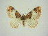 (Catarhoe cuculata - BC ZSM Lep 83350)  @11 [ ] CreativeCommons - Attribution Non-Commercial Share-Alike (2014) Axel Hausmann/Bavarian State Collection of Zoology (ZSM) SNSB, Zoologische Staatssammlung Muenchen