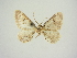  (Eupithecia pfeifferata - BC ZSM Lep 83362)  @11 [ ] CreativeCommons - Attribution Non-Commercial Share-Alike (2014) Axel Hausmann/Bavarian State Collection of Zoology (ZSM) SNSB, Zoologische Staatssammlung Muenchen