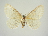  (Eupithecia fenestrata - BC ZSM Lep 83365)  @11 [ ] CreativeCommons - Attribution Non-Commercial Share-Alike (2014) Axel Hausmann/Bavarian State Collection of Zoology (ZSM) SNSB, Zoologische Staatssammlung Muenchen