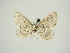  (Eupithecia graphata sproengertsi - BC ZSM Lep 83370)  @11 [ ] CreativeCommons - Attribution Non-Commercial Share-Alike (2014) Axel Hausmann/Bavarian State Collection of Zoology (ZSM) SNSB, Zoologische Staatssammlung Muenchen