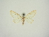  (Eupithecia riparia - BC ZSM Lep 83372)  @11 [ ] CreativeCommons - Attribution Non-Commercial Share-Alike (2014) Axel Hausmann/Bavarian State Collection of Zoology (ZSM) SNSB, Zoologische Staatssammlung Muenchen