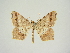  ( - BC ZSM Lep 83381)  @11 [ ] CreativeCommons - Attribution Non-Commercial Share-Alike (2014) Axel Hausmann/Bavarian State Collection of Zoology (ZSM) SNSB, Zoologische Staatssammlung Muenchen