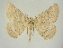  (Gnophos obfuscata - BC ZSM Lep 83402)  @11 [ ] CreativeCommons - Attribution Non-Commercial Share-Alike (2014) Axel Hausmann/Bavarian State Collection of Zoology (ZSM) SNSB, Zoologische Staatssammlung Muenchen