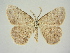  (Elophos dilucidaria - BC ZSM Lep 83403)  @11 [ ] CreativeCommons - Attribution Non-Commercial Share-Alike (2014) Axel Hausmann/Bavarian State Collection of Zoology (ZSM) SNSB, Zoologische Staatssammlung Muenchen