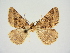  ( - BC ZSM Lep 83405)  @11 [ ] CreativeCommons - Attribution Non-Commercial Share-Alike (2014) Axel Hausmann/Bavarian State Collection of Zoology (ZSM) SNSB, Zoologische Staatssammlung Muenchen