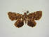 (Narragodes nyctiscia - BC ZSM Lep 83409)  @11 [ ] CreativeCommons - Attribution Non-Commercial Share-Alike (2014) Axel Hausmann/Bavarian State Collection of Zoology (ZSM) SNSB, Zoologische Staatssammlung Muenchen