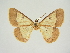  (Zamarada astyphele - BC ZSM Lep 83413)  @11 [ ] CreativeCommons - Attribution Non-Commercial Share-Alike (2014) Axel Hausmann/Bavarian State Collection of Zoology (ZSM) SNSB, Zoologische Staatssammlung Muenchen